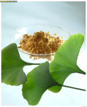 China Ginkgo biloba extract - China Supplier