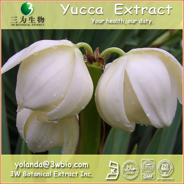 China Yucca filamentosa Extract - China Supplier