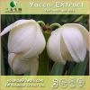 China Yucca filamentosa Extract - China Supplier
