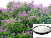 China Corosolic acid - China Supplier China Corosolic acid - China Supplier