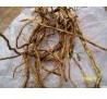 China Vitex negundo extract - China Supplier China Vitex negundo extract - China Supplier