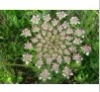 China 100% Natural Common Cnidium Extract - China Supplier China 100% Natural Common Cnidium Extract - China Supplier
