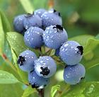 China Bilberry extract - China Supplier