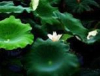 China Lotus leaf Extract - China Supplier China Lotus leaf Extract - China Supplier