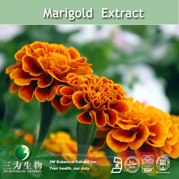 China Marigold Extract - China Supplier China Marigold Extract - China Supplier