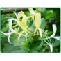 China Chlorogenic Acid - China Supplier China Chlorogenic Acid - China Supplier