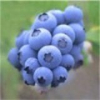 China Bilberry P.E - China Supplier China Bilberry P.E - China Supplier