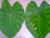 China Spray Adjuvant - China Supplier China Spray Adjuvant - China Supplier