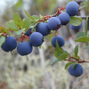 China Bilberry extract - China Supplier China Bilberry extract - China Supplier