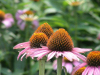 China Echinacea purpurea extract - China Supplier China Echinacea purpurea extract - China Supplier