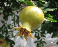 China Pomegranate extract,Punicalagin - China Supplier