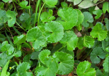 China Gotu kola extract,Asiaticoside - China Supplier