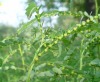 China Phyllanthus urinaria linn extract - China Supplier China Phyllanthus urinaria linn extract - China Supplier