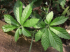 China China Gynostemma Extract - China Supplier China China Gynostemma Extract - China Supplier