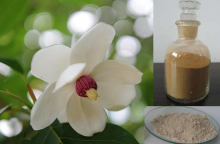 China Magnolia extract,magnolol - China Supplier