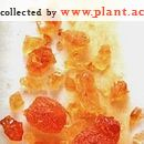 China Frankincense,olibanum - China Supplier