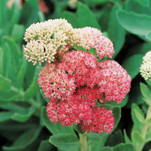 China Rhodiola rosea extract,Salidrosides - China Supplier