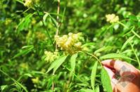 China Elderberry,sambucus extract - China Supplier