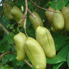 China 5-HTP - China Supplier