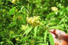 China Anthocyanins - China Supplier China Anthocyanins - China Supplier