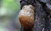 China Hericium erinaceus extract - China Supplier China Hericium erinaceus extract - China Supplier