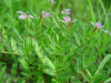 China Herba lobeliae chinensis extract - China Supplier China Herba lobeliae chinensis extract - China Supplier