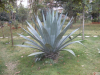 China Yucca extract 30% saponin - China Supplier China Yucca extract 30% saponin - China Supplier