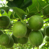China Luo Han Guo Extract - China Supplier China Luo Han Guo Extract - China Supplier