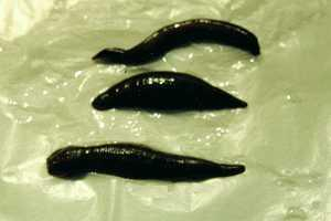 China hirudex - China Supplier China hirudex - China Supplier