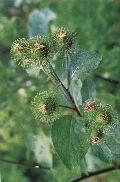 China Arctium Extract - China Supplier China Arctium Extract - China Supplier