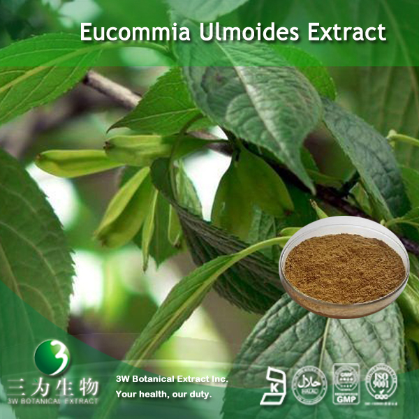 China Eucommia leaves extract - China Supplier China Eucommia leaves extract - China Supplier