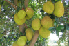China methyl 3-[1,3,3,3-tetramethyl-1-(trimethylsiloxy)disiloxanyl]propylether - China Supplier