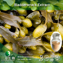 China Bladderwrack Kelp Extract - China Supplier
