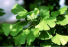 China Ginkgo biloba extract - China Supplier China Ginkgo biloba extract - China Supplier