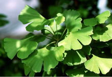China Ginkgo biloba extract - China Supplier
