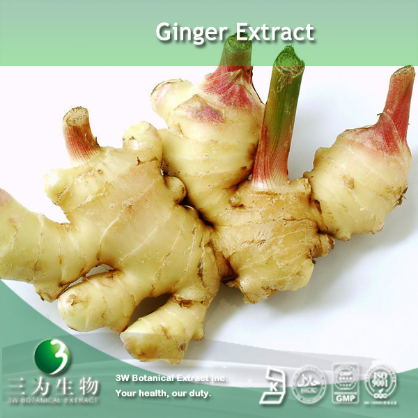 China Ginger Extract - China Supplier China Ginger Extract - China Supplier