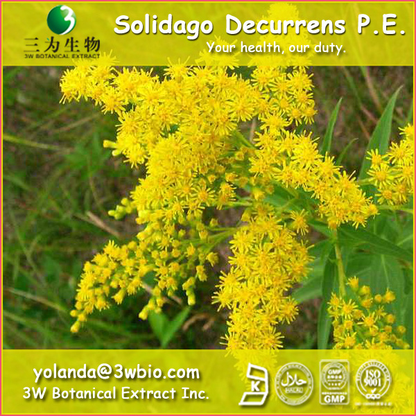 China Goldenrod Extract - China Supplier
