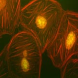 China  - China Supplier