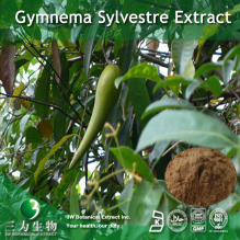 China Gymnema Extract - China Supplier
