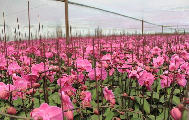 China Adjuvant and Organic Silicon - China Supplier China Adjuvant and Organic Silicon - China Supplier
