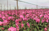 China Adjuvant and Organic Silicon - China Supplier China Adjuvant and Organic Silicon - China Supplier