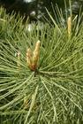 China Pine needle extract - China Supplier China Pine needle extract - China Supplier