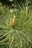 China Pine needle extract - China Supplier China Pine needle extract - China Supplier