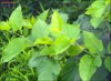China Mulberry leaf extract - China Supplier China Mulberry leaf extract - China Supplier