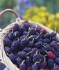 China Mulberry Extract - China Supplier China Mulberry Extract - China Supplier