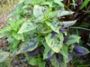 China Rubescens extract - China Supplier China Rubescens extract - China Supplier