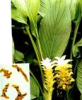 China TurmericP.E ;Curcuma Longa Extract - China Supplier China TurmericP.E ;Curcuma Longa Extract - China Supplier