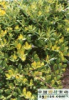 China Potentilla chinensis Extract - China Supplier China Potentilla chinensis Extract - China Supplier