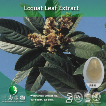 China Loquat leaf Extract - China Supplier