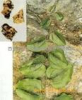 China Chinaroot Greenbrier Rhizome Extract - China Supplier China Chinaroot Greenbrier Rhizome Extract - China Supplier